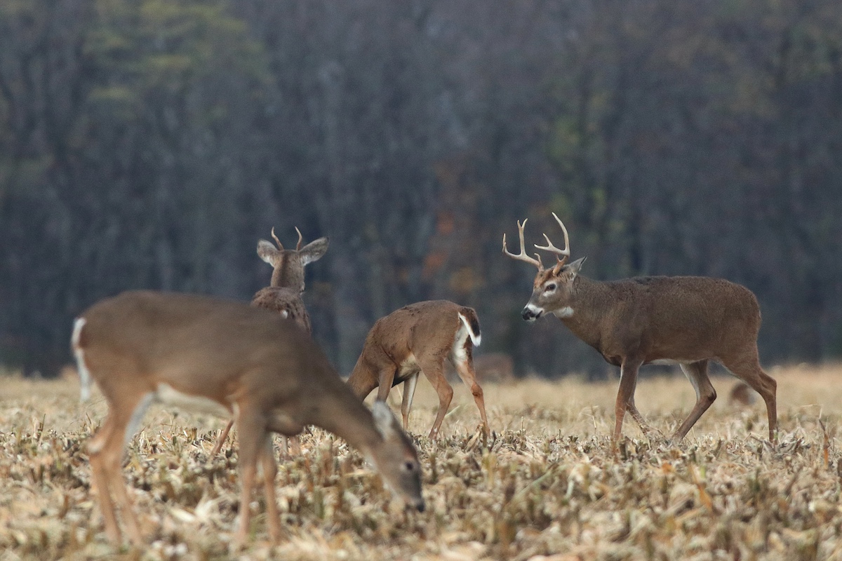 A group of deer forage for grain in a harvested agricultural field. In the background is a woodland.
