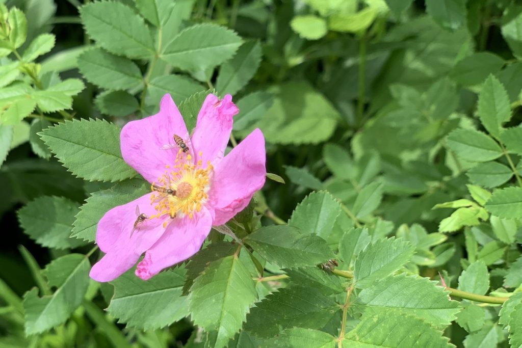 rosapalustrisswamprsoephotobys