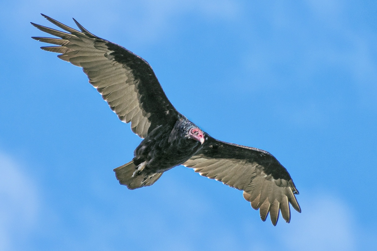 A black and gray bird with a reddish naked head soars against a bright blue sky.