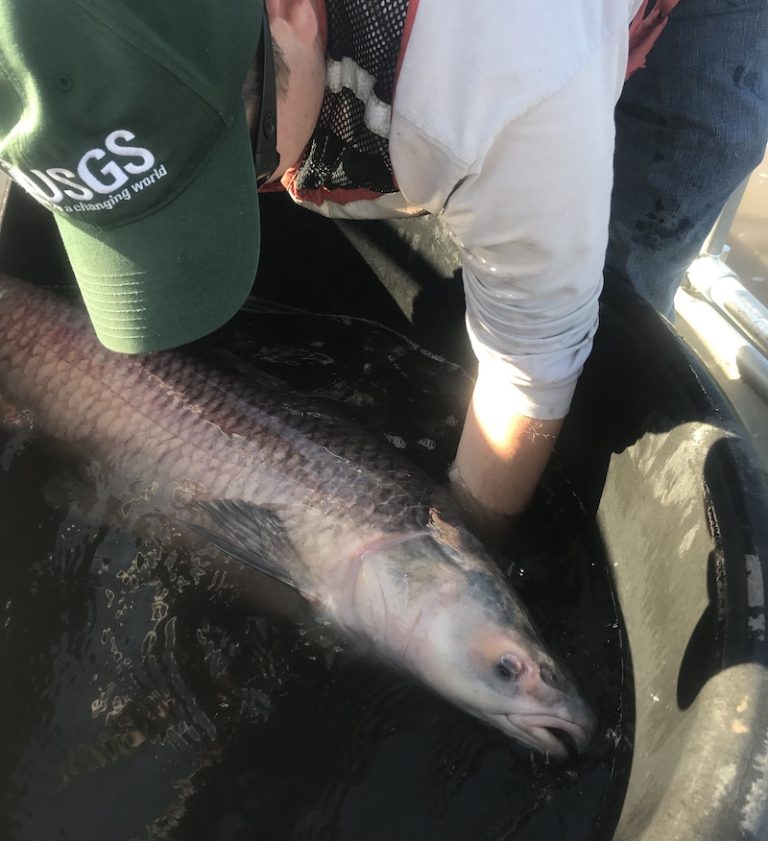 Outdoor Illinois Journal: Black Carp in Illinois: An invasive threat to ...