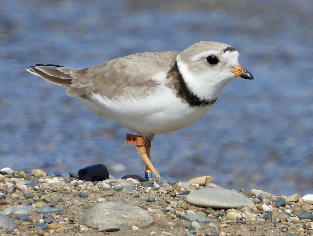 The piping plover Blaze.