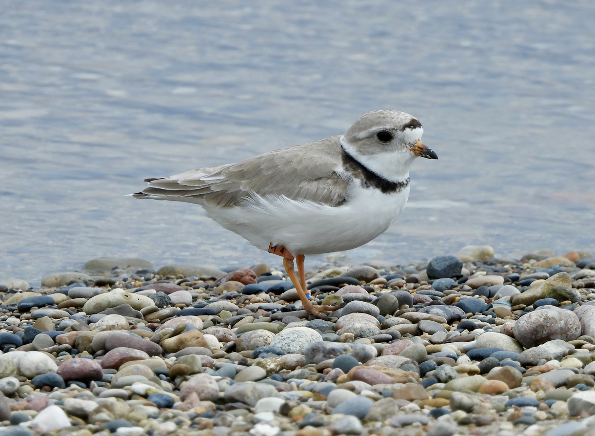 Blaze the piping plover stands on a pebble-strewn beach.
