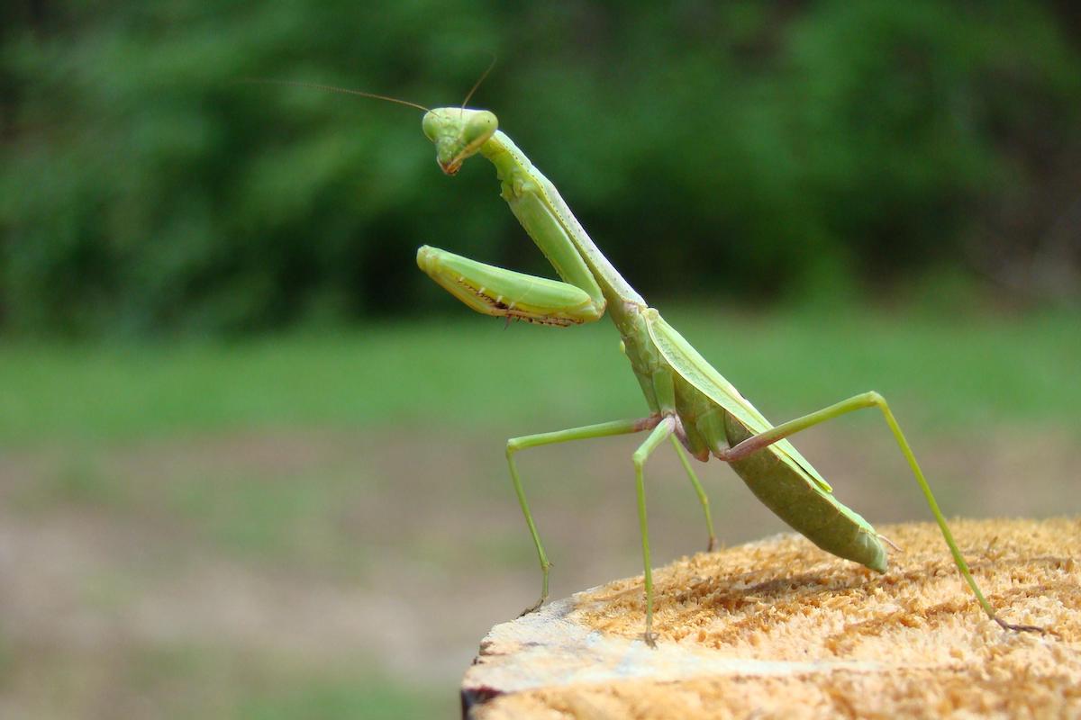 A green praying mantis stands on top of a wooden post. In the background is yard along a woodland edge.